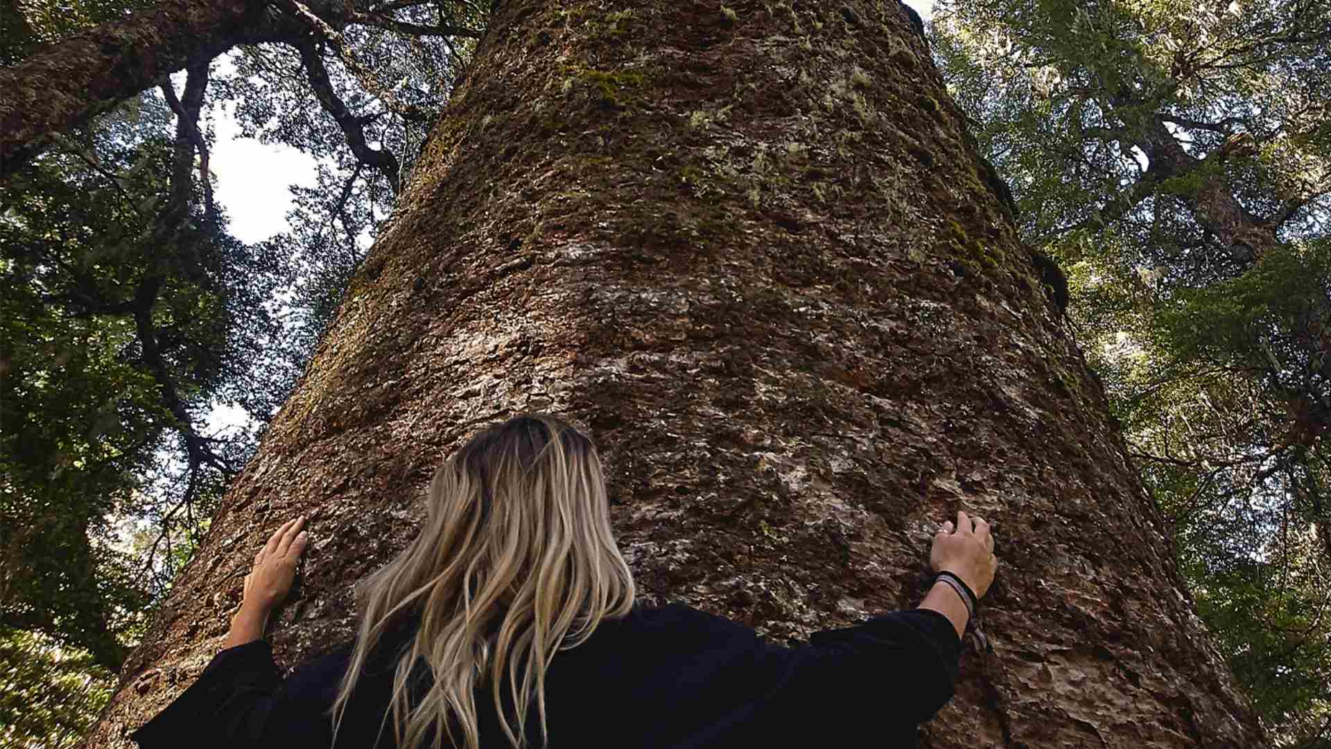abrazando un árbol en el parque nacional conguillío
